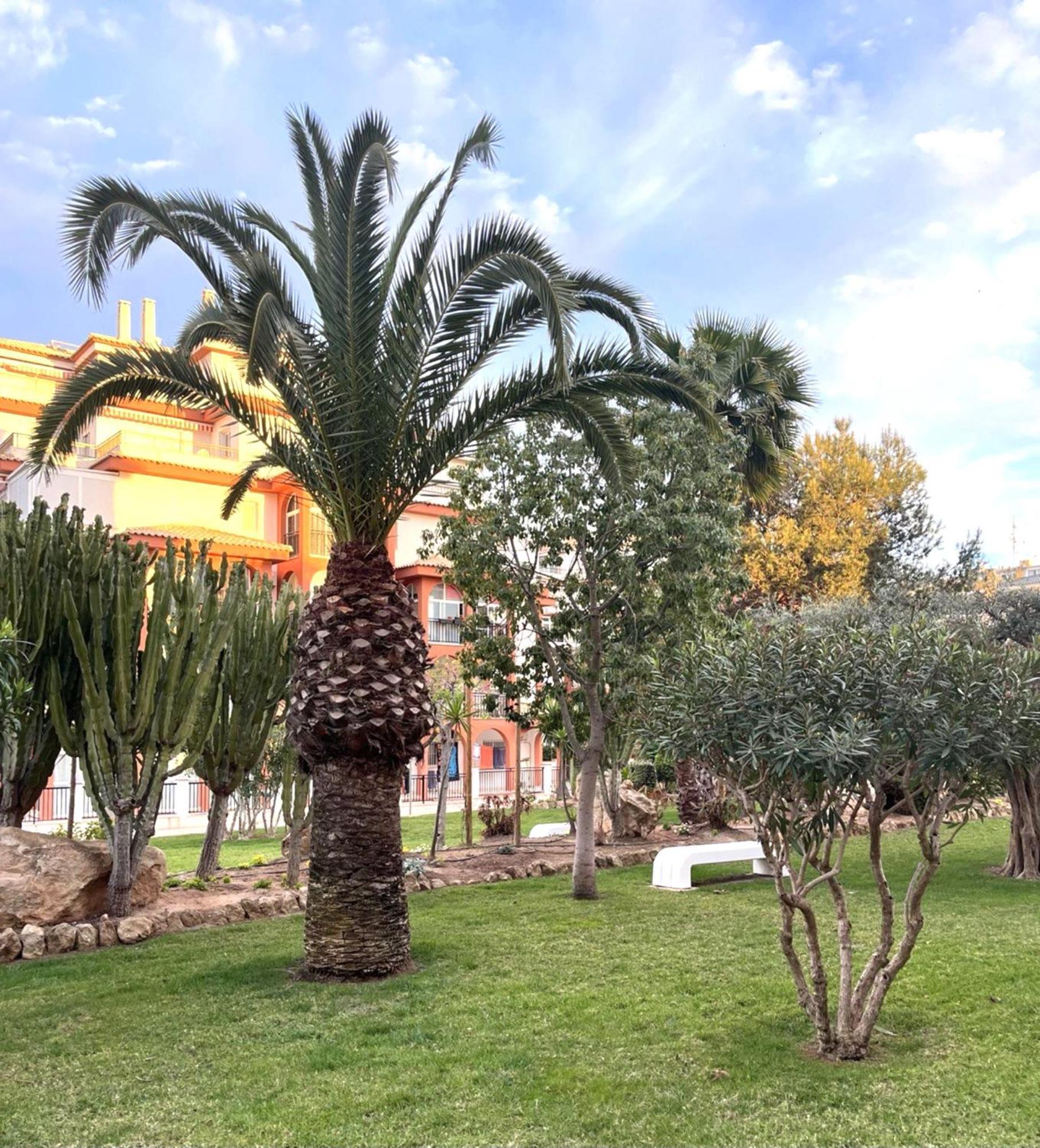 Grace Apartman Torrevieja Kültér fotó